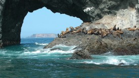 Steller sea lions