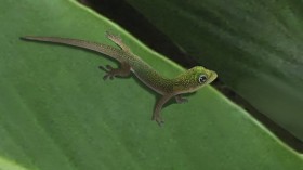 gecko