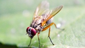 fruit fly