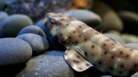 epaulette shark