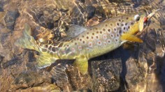 brown trout