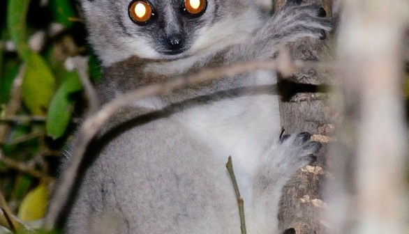 white-footed sporty lemur