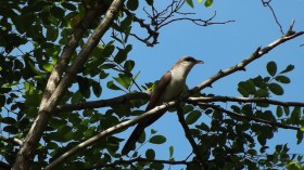 yellow-billed cuckoo