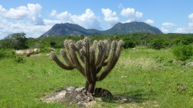 roots of an ancient mountain range found in Northeast Brazil