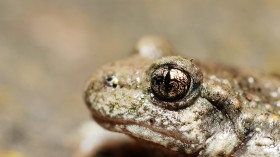 common midwife toad