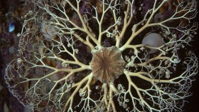 basket star