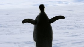 Penguin in Ross Sea