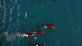 Northern Resident orca whales