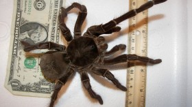 goliath birdeater