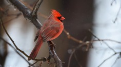 cardinal