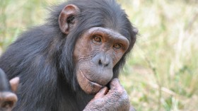 chimpanzee