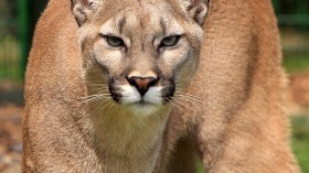 cougar