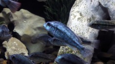 cichlid fish