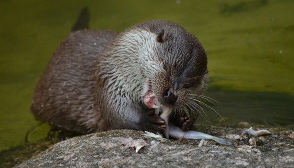 otter