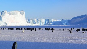 penguins