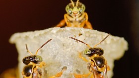 Australian Bees 'Play a Game of Thrones'