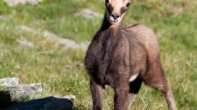 alpine goat