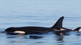 orca L-120 with mother