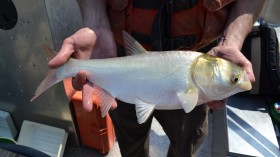 New Evidence of Mounting Asian Carp Invasion at Great Lakes