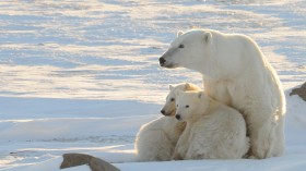 Polar bears found in the western shore of Hudson Bay