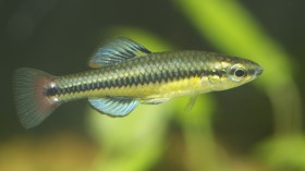 bluefin killifish