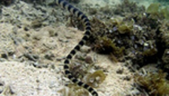 sea snake