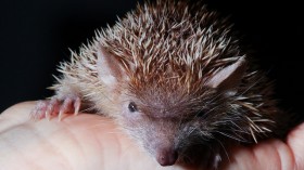 tenrec