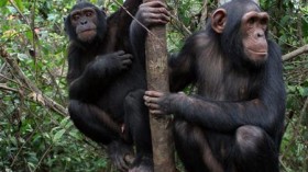 chimps