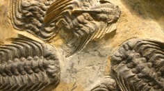 trilobites