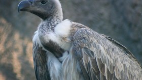 white rumped vulture