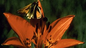 Dakota skipper