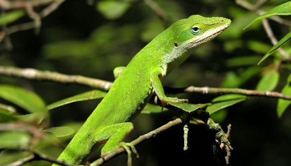 Carolina anole