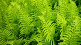 ferns