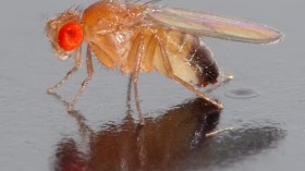 Drosophila melanogaster