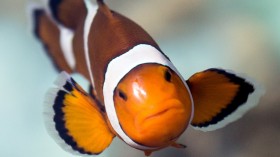 clownfish