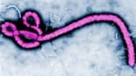 Ebola virus