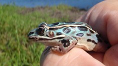 blue leopard frog