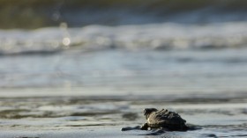 baby sea turtle