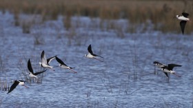 banded stilt