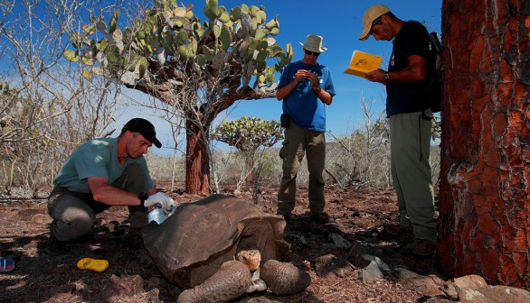 Espanola giant tortoise