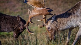 fallow deer