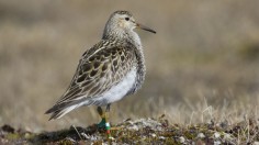 An attentive male sandpiper on the lookout for potential competitor