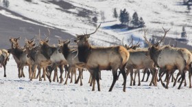 herd on frozen ground