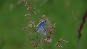 Maculinea butterflies