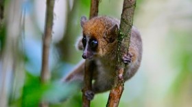 brown mouse lemur