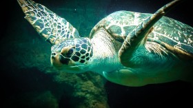 sea turtle