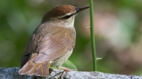 swainson's warbler