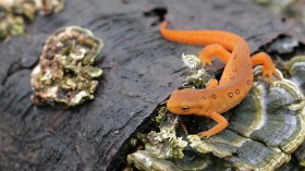 Eastern red-spotted newt