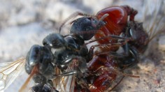 mating ants