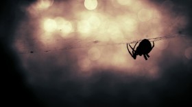 spider